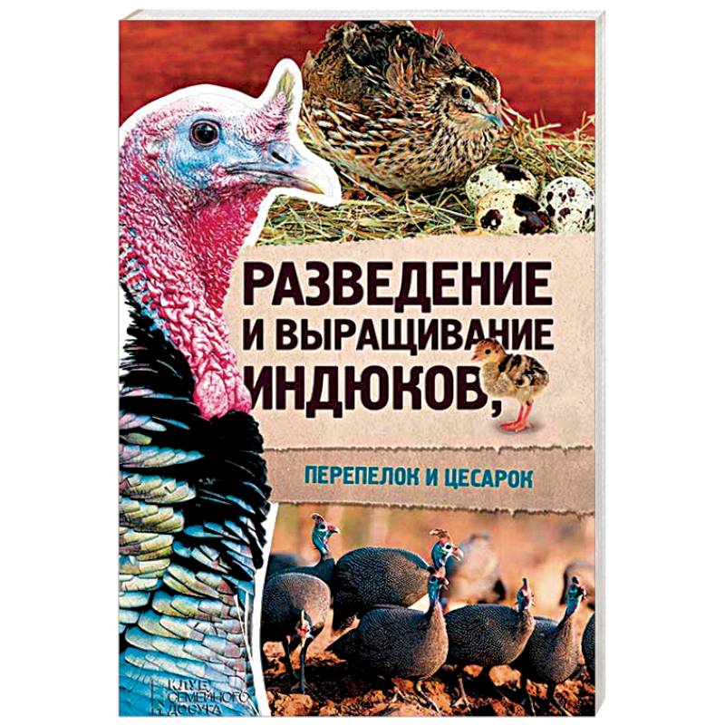 Разведение и выращивание индюков, перепелок и цесарок