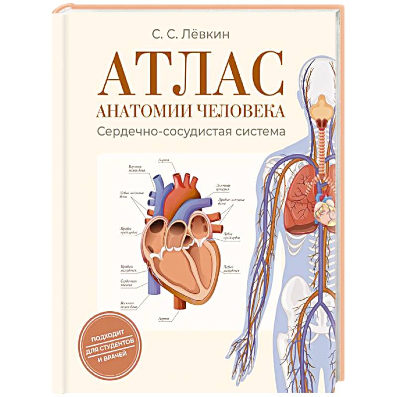 Атлас анатомии человека. Сердечно-сосудистая система