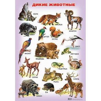 Дикие животные. Плакат