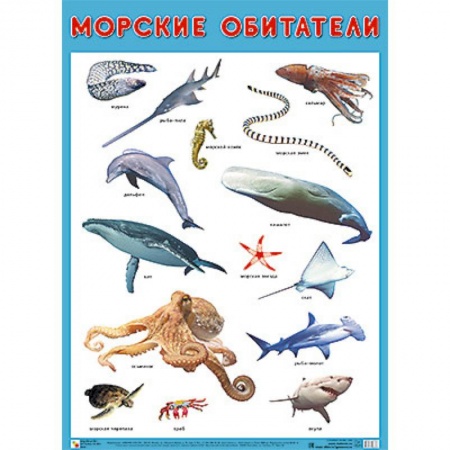 Книги для дошкольников (4-6 лет), книга Плакат 'Морские обитатели' купить по скидке
