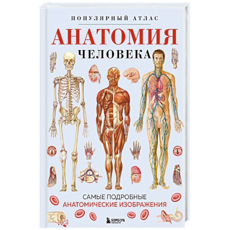 Анатомия и физиология человека, книга Анатомия человека. Популярный атлас. Самые подробные анатомические изображения купить по скидке
